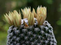 Mammillaria duwei